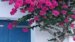 Bougainvillier devant une maison blanche