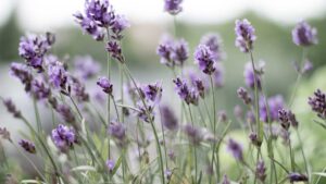 Plant de lavande
