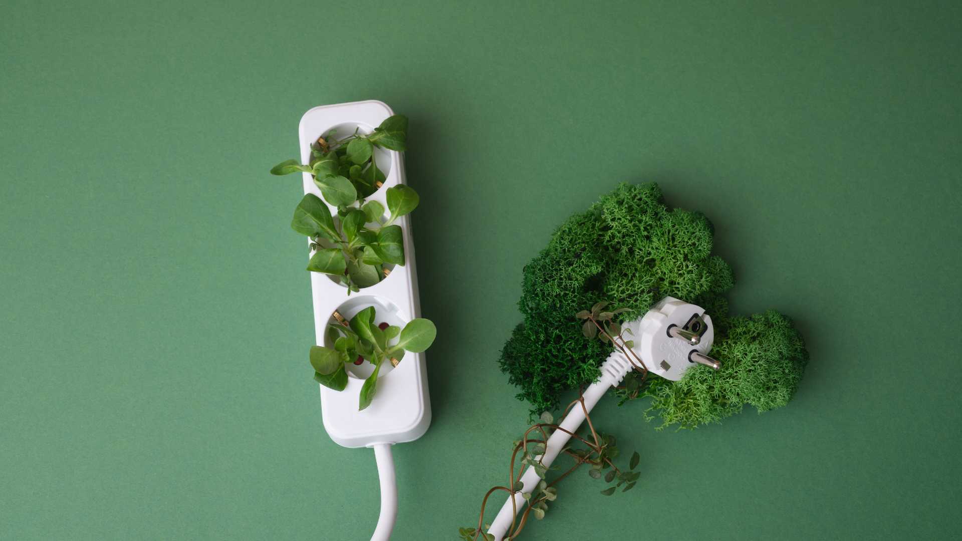 Prise électrique rempli de plantes